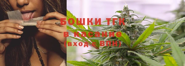 сатива Карпинск