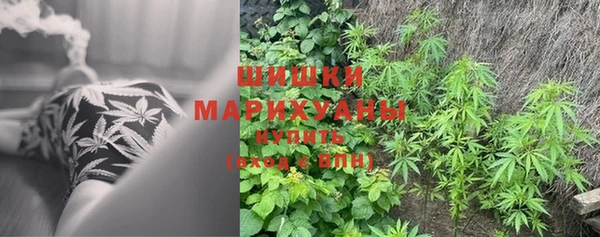 сатива Карпинск